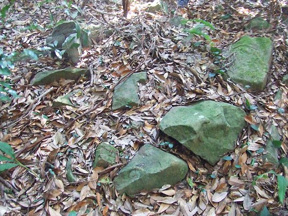 一面の落ち葉と苔が生えた岩が散乱している写真