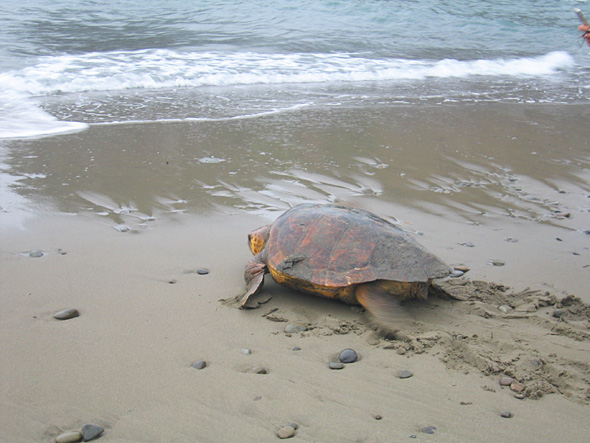 砂浜でウミガメが体を引きずって海へ帰ろうとしている写真