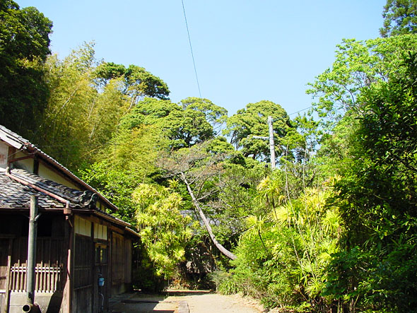 古い家屋の軒先から奥に鬱蒼と茂るシイの巨木を中心とした木々の写真