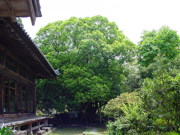 左手に寺のお堂があり中央に巨大な樹木が立っている風景の写真