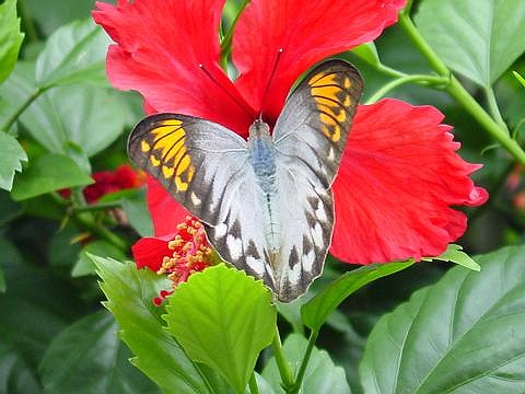 赤い花に止まっている白色の羽に黒い縁取りと黄色い模様を持つ蝶の写真