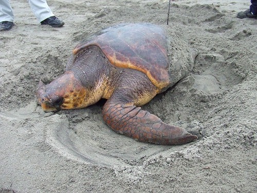 海岸の砂に大きなアカウミガメが上陸している様子の写真