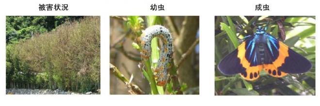 左:被害状況(横一列に並んで立っている樹木の葉が茶色に変色している被害状況の写真)中央:幼虫(オレンジ色で黒色と灰色、黄色のまだら模様をしたシャクトリムシの写真)右:成虫(全体的に濃紺で、羽に黄色の帯があるキオビエダシャクの写真)
