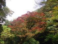 中央部分が赤く紅葉してきたイロハモミジの写真