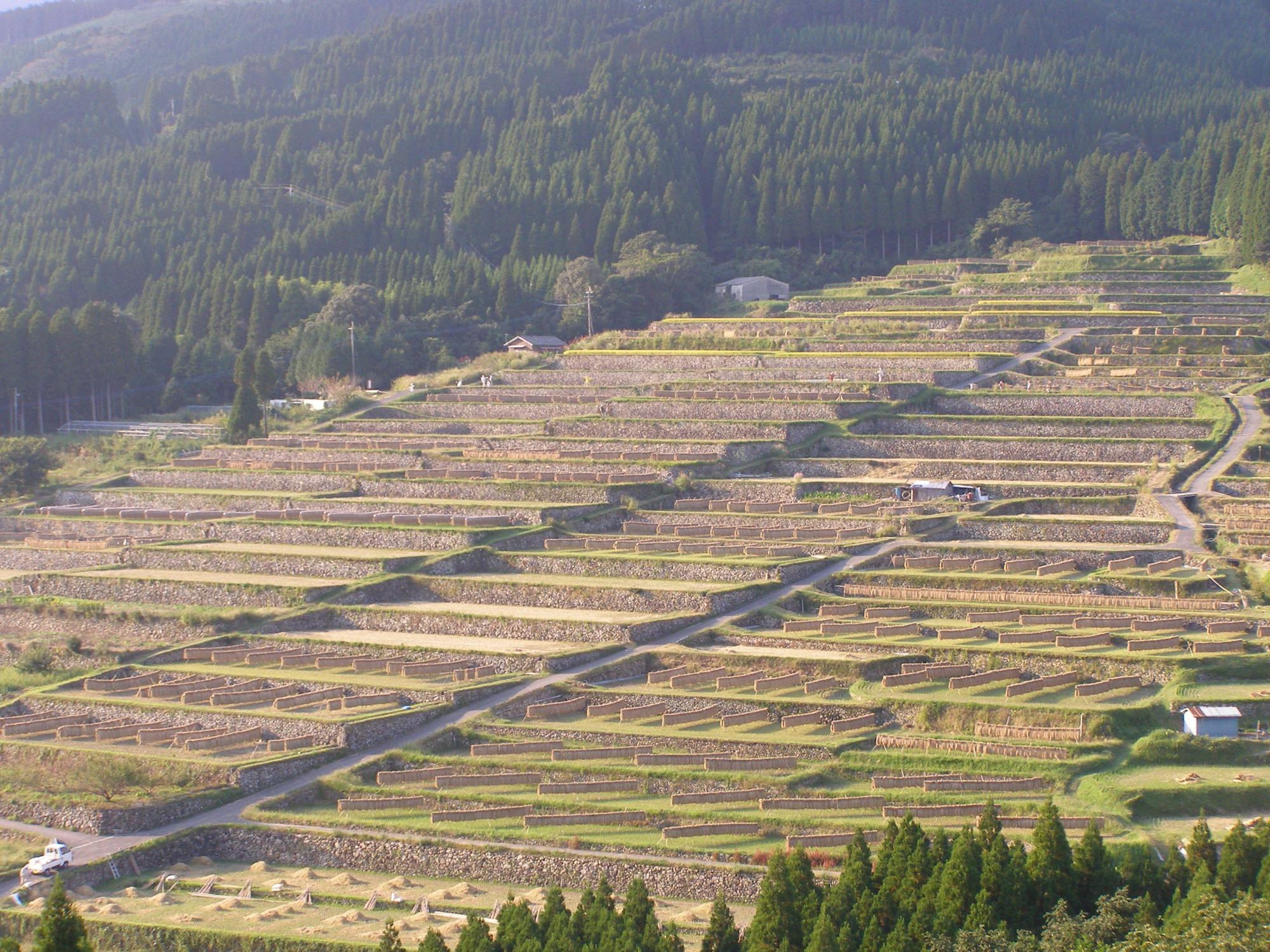 山の斜面の傾斜地に、階段状に造られた田んぼで稲刈りが行われ石垣が綺麗に並んでいる坂元棚田の写真