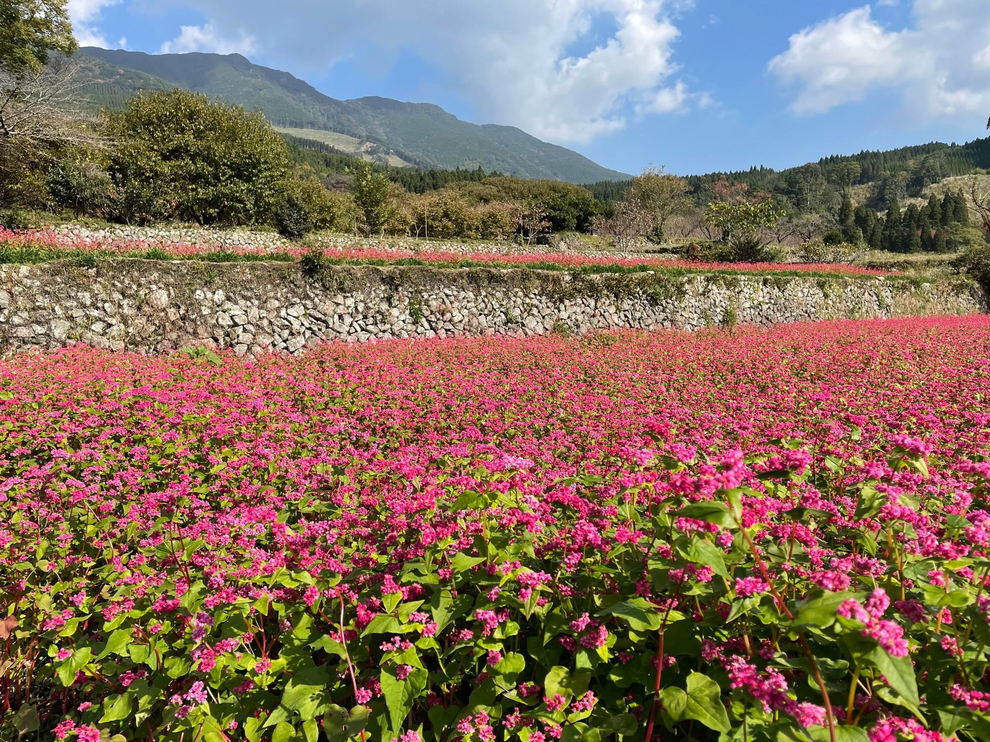 後方には山並みが広がり、澄み切った空の下、棚田の田んぼ一面にピンク色のソバの花が咲いている様子の写真