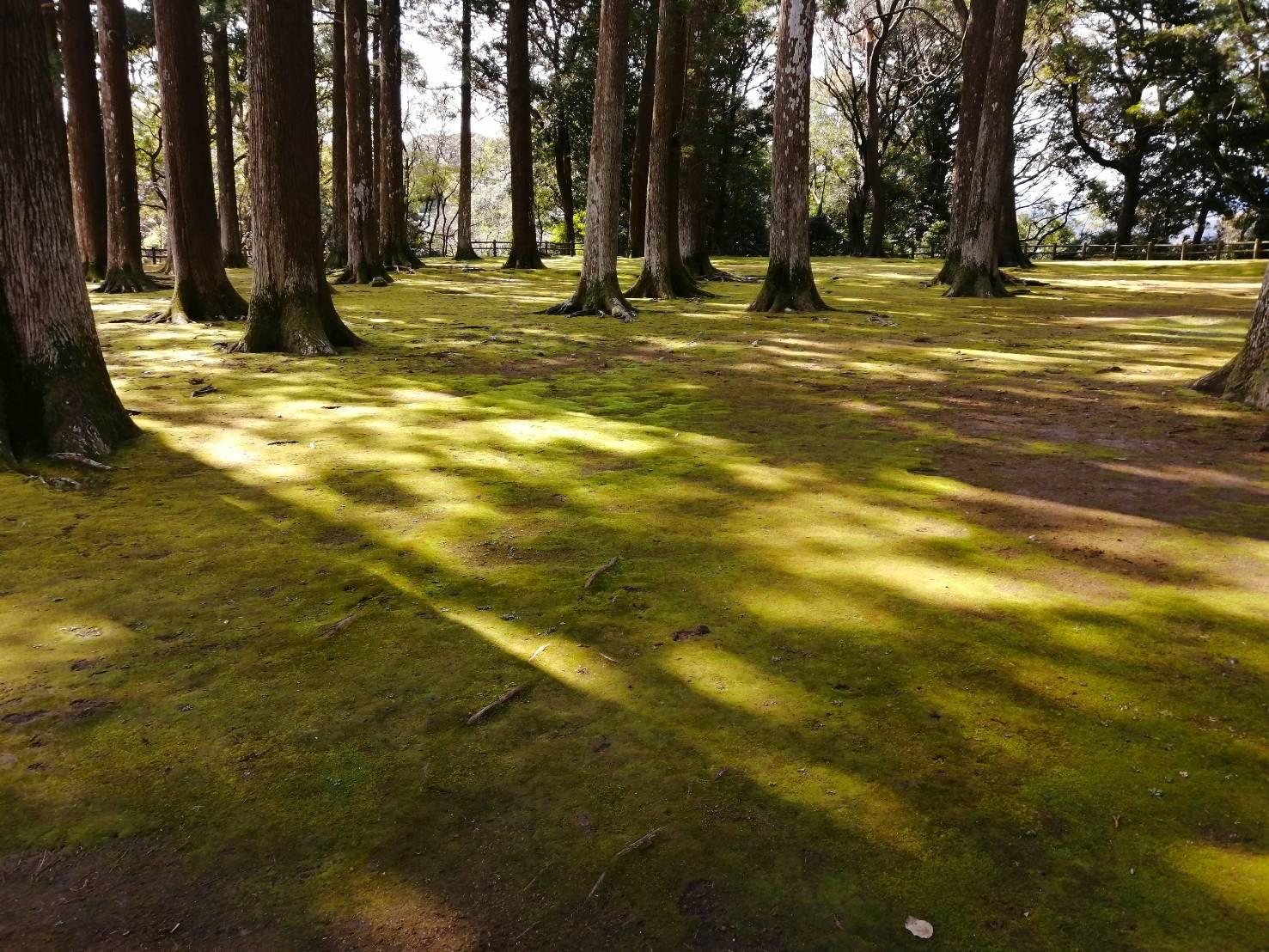 杉の木が太陽の光に照らされ、芝生に影が映し出されている幻想的な様子を撮影した写真
