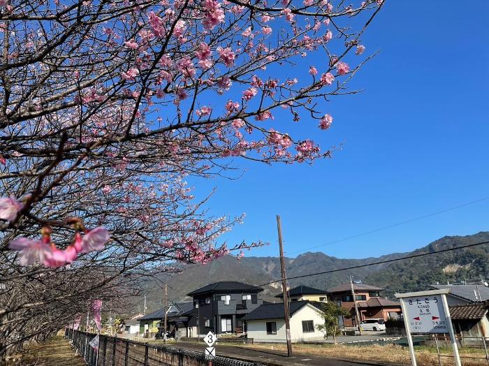 北郷駅に咲く寒咲1号