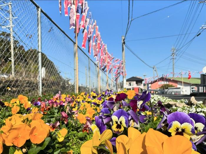 2024年油津地区によるカープ歓迎のこいのぼりと花(写真)