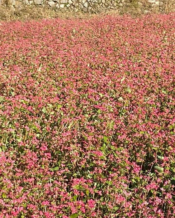 坂元棚田に咲くソバの花(写真)