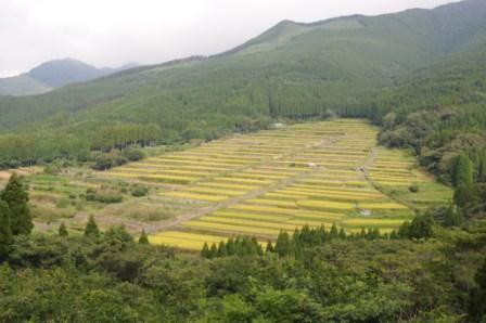 曇り空の下山の麓の林を切り開いて作られた棚状の田圃の写真