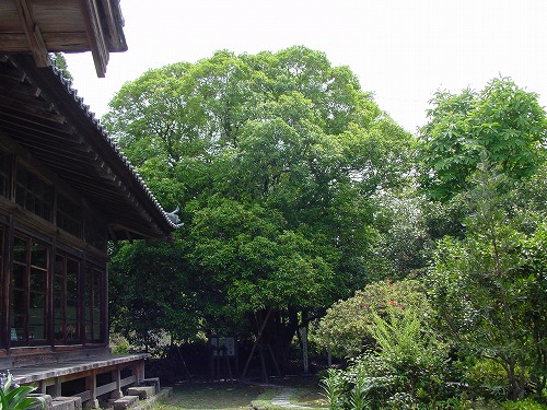 願成就寺の建物横に巨大なモクセイの木が立っている写真