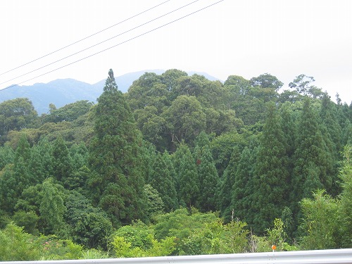 ガードレールの先に針葉樹と広葉樹が広がっている山嶺を利用した大塚古墳の写真