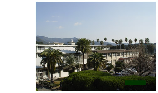 ヤシの木々等の植栽の奥に見える日南高等学校全体を少し高い位置から写した写真。