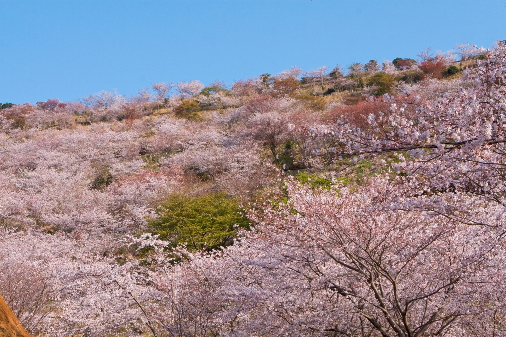 花立公園の山斜面にピンク色の桜の花が一面に咲いている写真