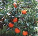 濃いオレンジ色のミカンが植えられた果樹園の写真