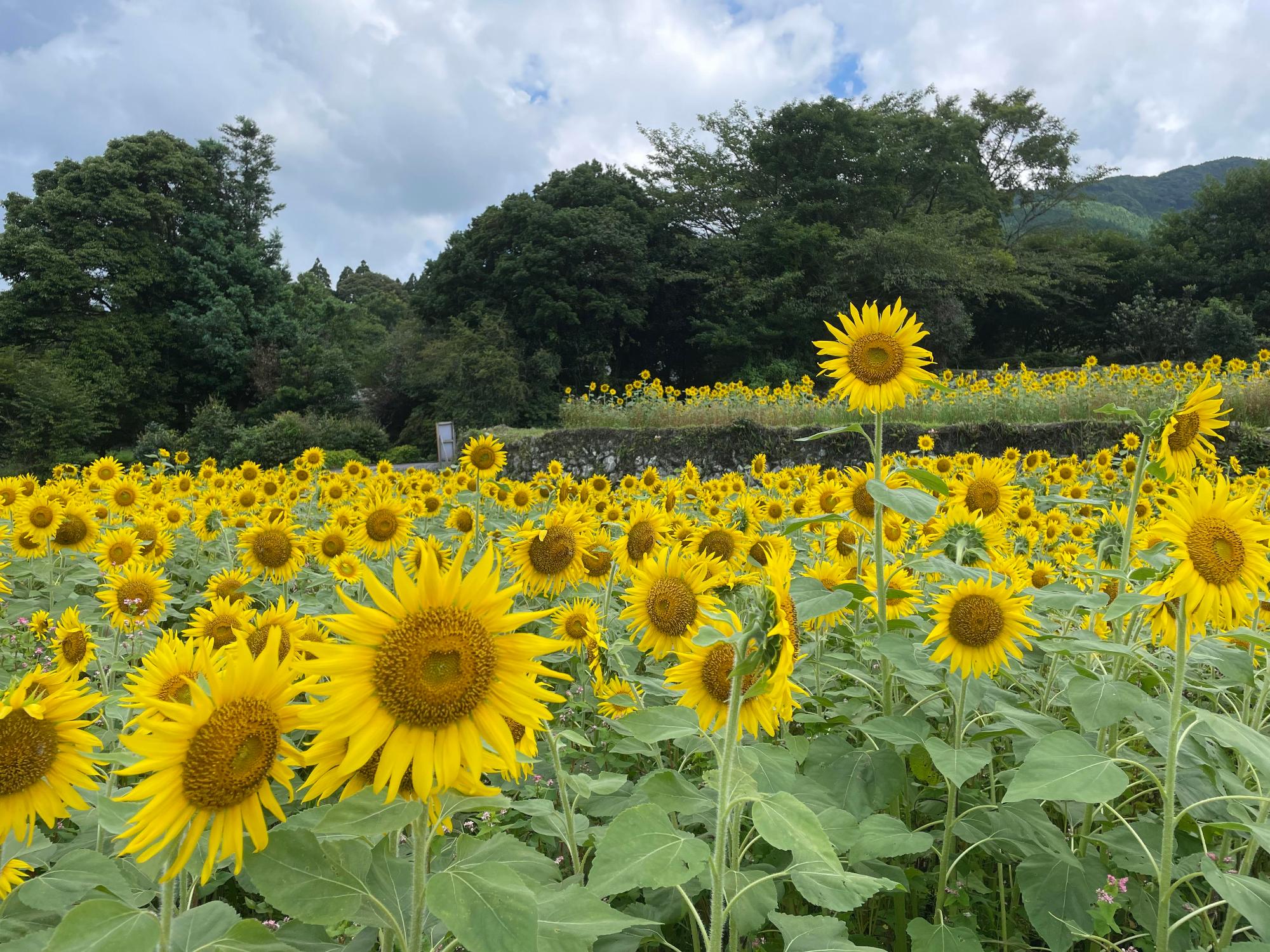 棚田の一面に黄色いひまわりの花が満開に咲いている様子の写真