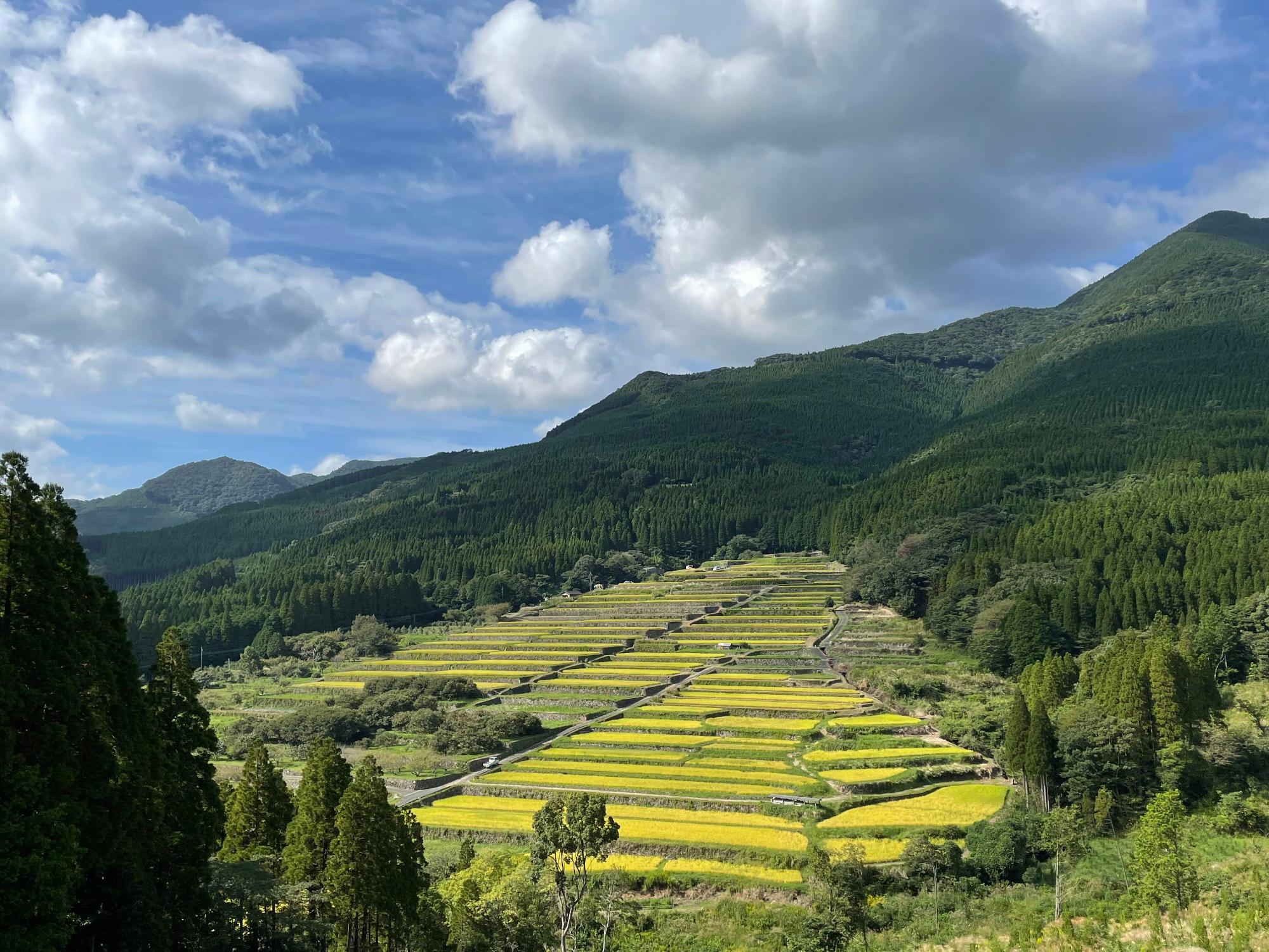 山の斜面の傾斜地に、階段状に造られ、黄金色の稲穂が実っている坂元棚田の写真
