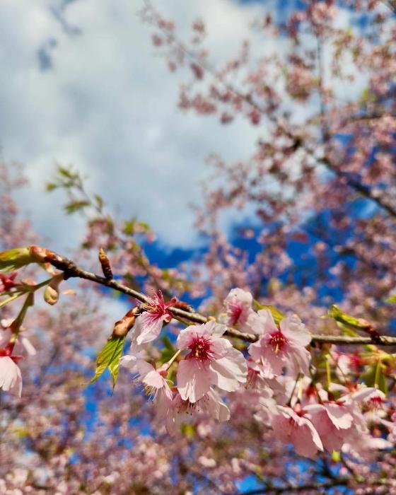 道の駅酒谷に咲く桜の画像