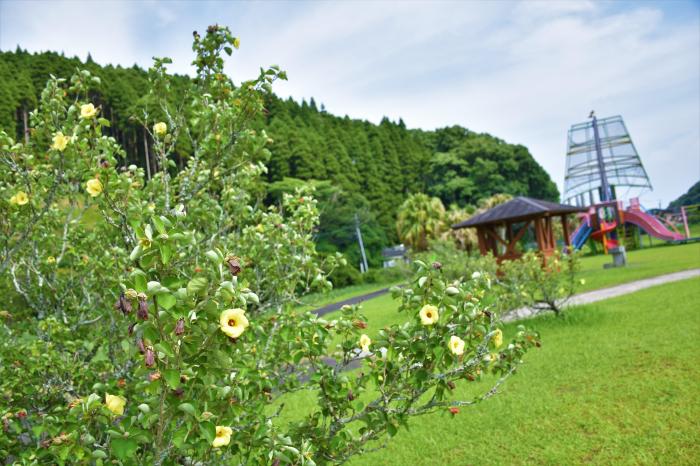 ハマボウ公園を背景に咲くハマボウの花